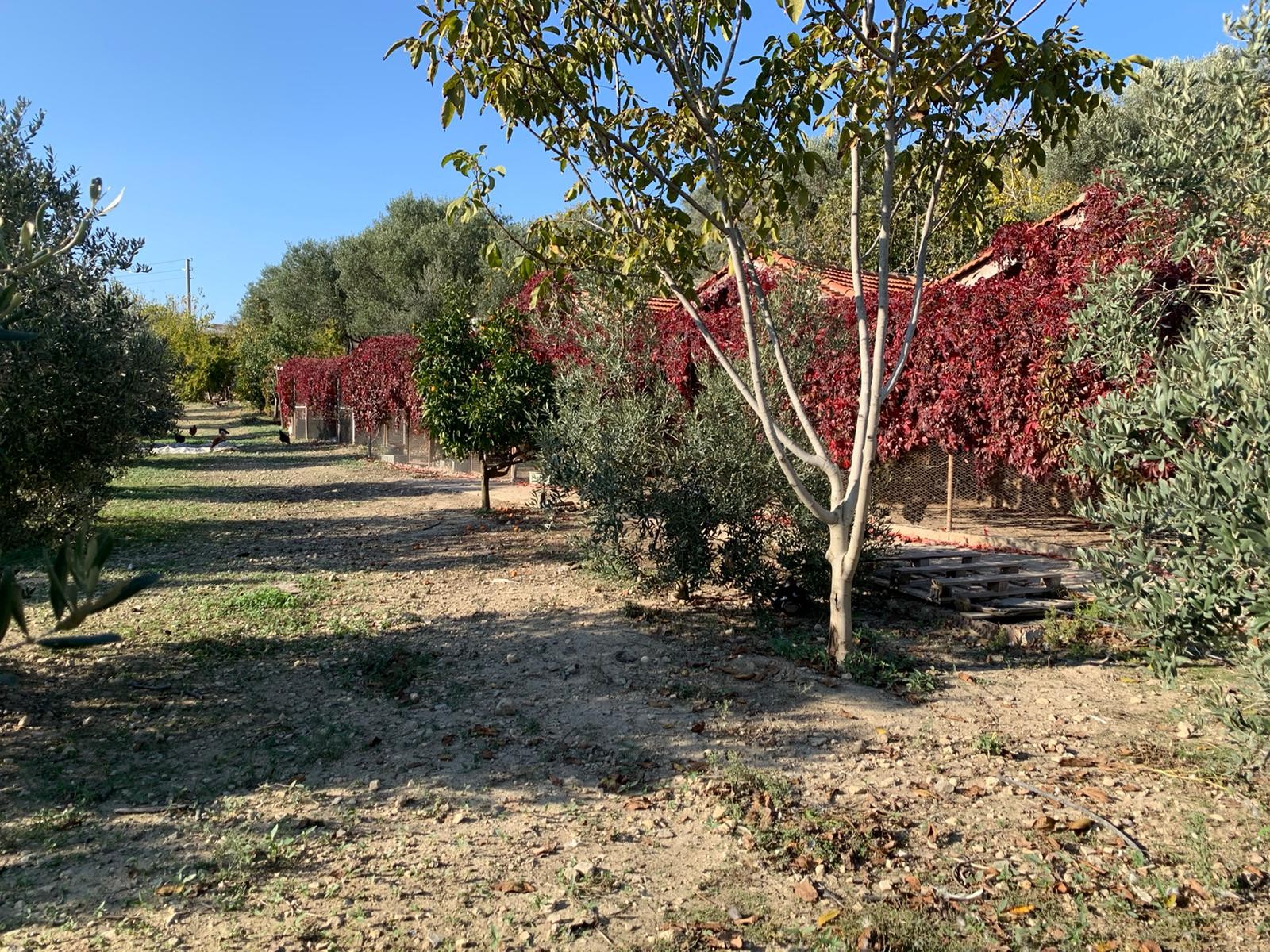 LUXURY FARM HOUSE ON PRIVATE LAND